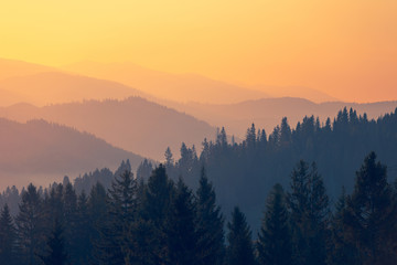 我的粉掌有什么病呢？