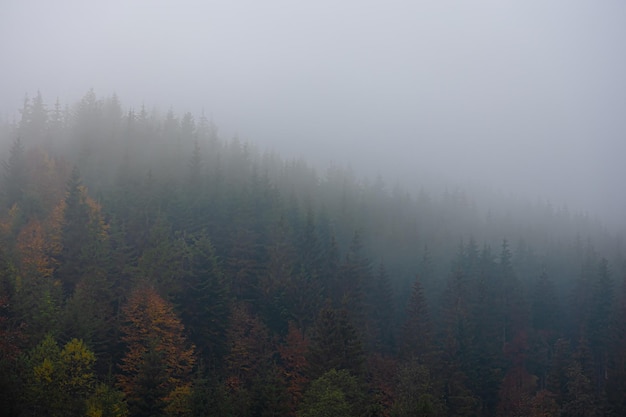 中国河南省有多少种毒蛇？