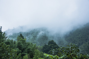 我的粉掌有什么病呢？